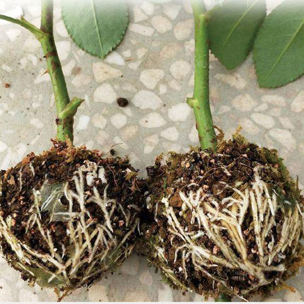 Plante Rot Vekst Boks (5 PCS) | Luvikno