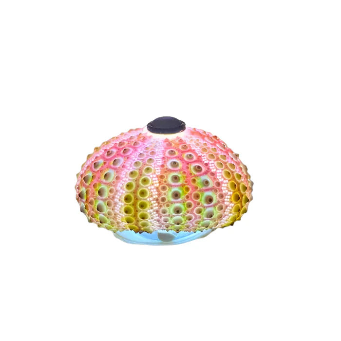 CoastalGlow DIY pinnsvin nattlys Luvikno