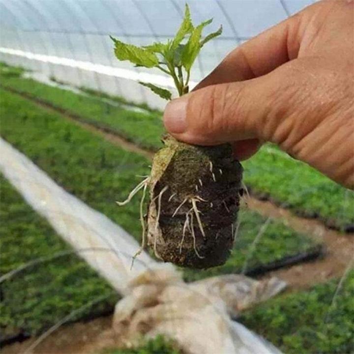 Luvikno | Barnehage Ernæring Blokk