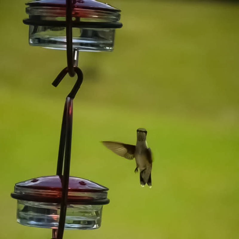 Luvikno | Enkel Kolibri Vannedispenser Laget av Metall