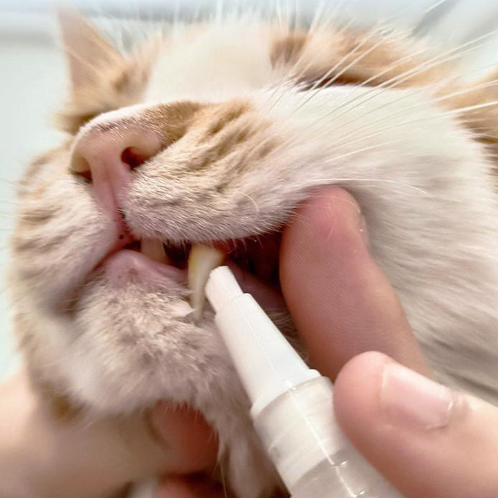 Ny forbedret tannbørste penn for kjæledyr | Luvikno