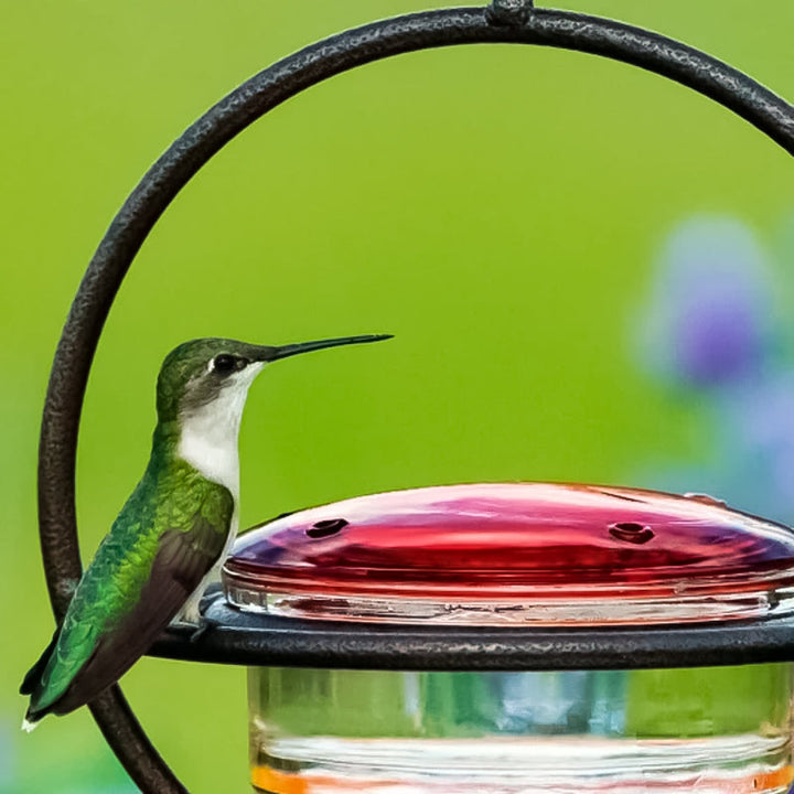 Luvikno | Enkel Kolibri Vannedispenser Laget av Metall