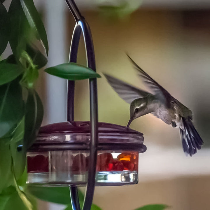 Luvikno | Enkel Kolibri Vannedispenser Laget av Metall