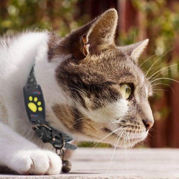 Luvikno | Trackcat - Sanntids GPS kattetracker halsbånd med pålitelig satellittsporing