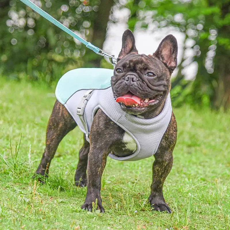 Hund Küling Vest for Utendørs Aktiviteter | Luvikno