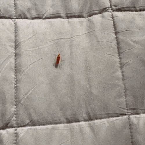 Luvikno | Insect Fangst Prodigy — Endelig lev stressfritt uten krypende kaos!