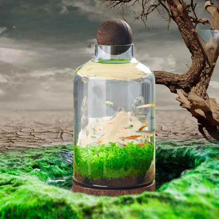 Mikro Akvarium Kompakt Glass Økologisk Fisken Tank | Luvikno