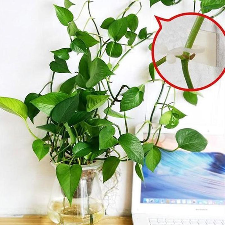 Veggstøtter for klatreplanter (30 stykker) | Luvikno