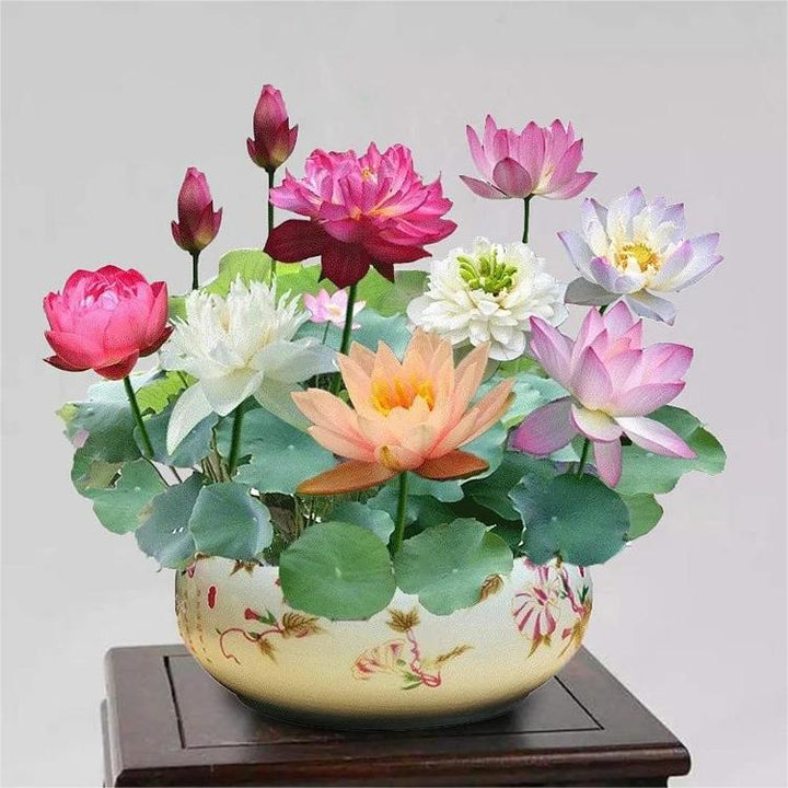 LotusWaters – Bonsai vannhagefrø for dam og balkong | Luvikno