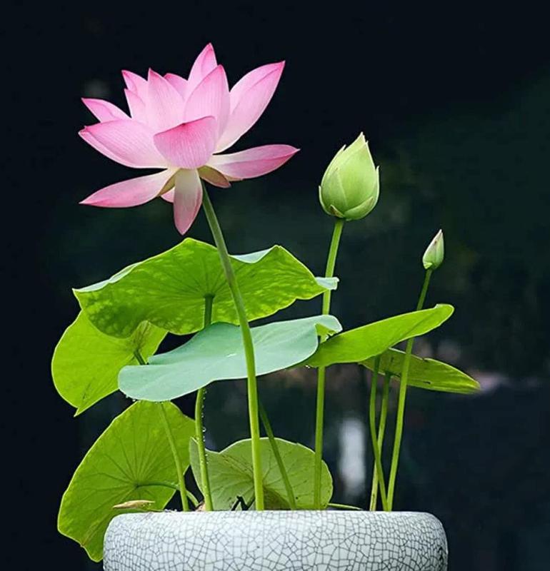 LotusWaters – Bonsai vannhagefrø for dam og balkong | Luvikno