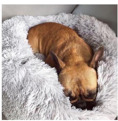 Custom Box Pet Bed | Luvikno