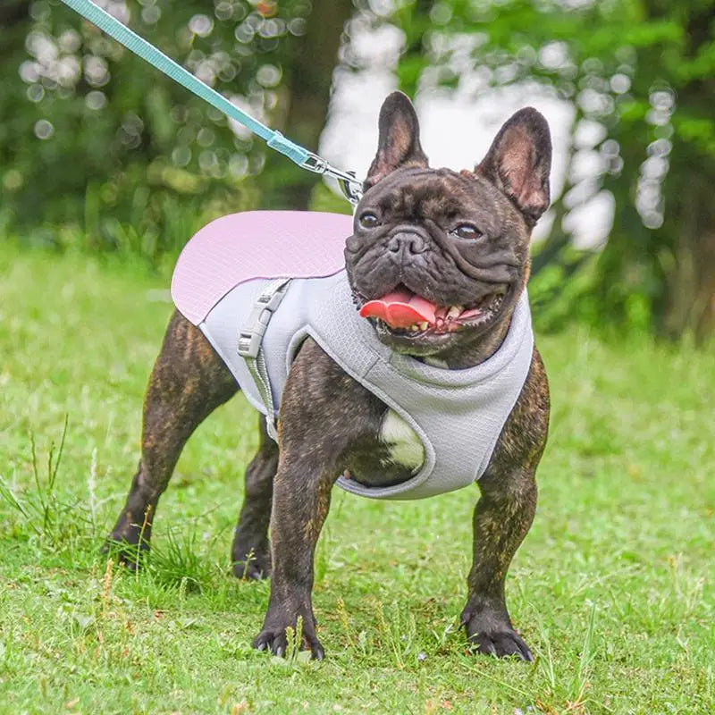 Hund Küling Vest for Utendørs Aktiviteter | Luvikno