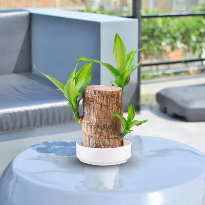 Brasiliansk Formue Treplante - Ta med økonomisk lykke og velstand Luvikno