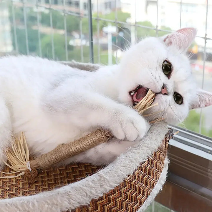 Katte tannrensende pinner Luvikno