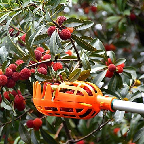 Fruktplukker | Luvikno