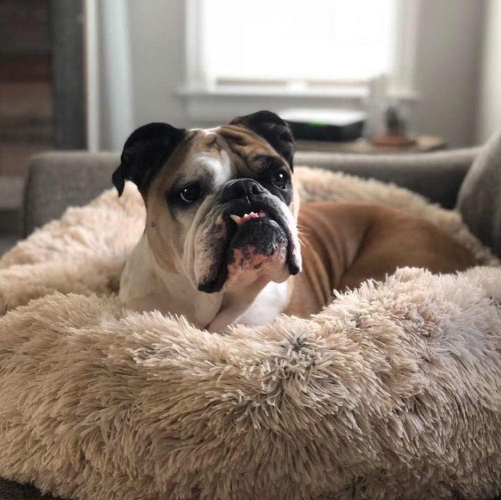 Ortopedisk Plysj Donut Hundeseng Luvikno