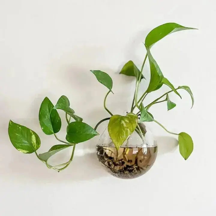 Luvikno | WonderGlass — Gi veggene dine et friskt spark for et levende hjem uten anstrengelse