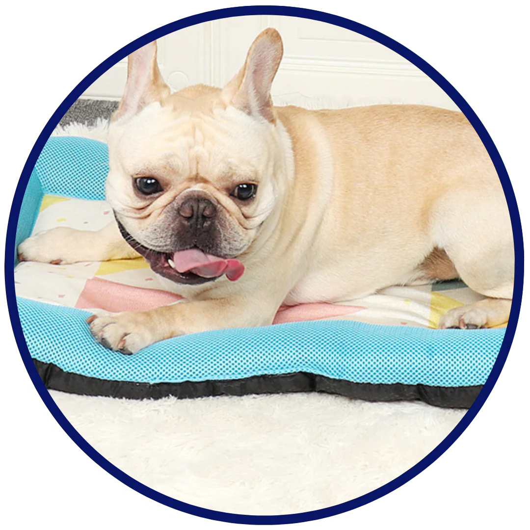 Pet Silk Cooling Mat | Luvikno