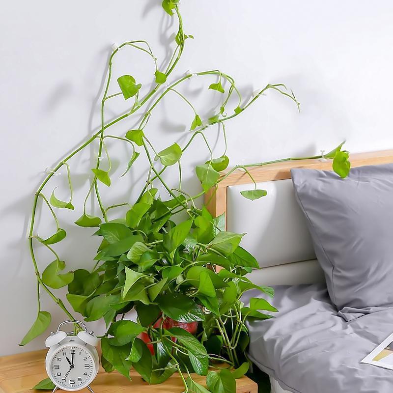 Veggstøtter for klatreplanter (30 stykker) | Luvikno