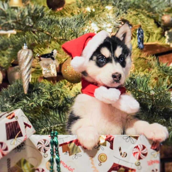 Juledekorasjon Santa-hat med skjerf | Luvikno