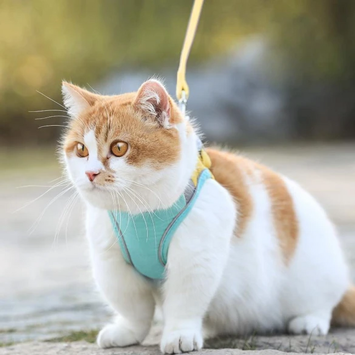 Harness og båndsett for katt | Luvikno