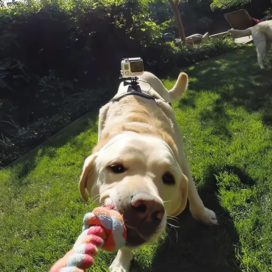 Action-Cam Hundesele med 360° Perspektiv Luvikno