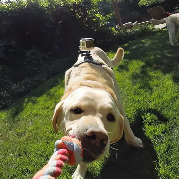 Action-Cam Hundesele med 360° Perspektiv Luvikno