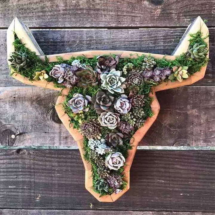 Animal Succulent Hageoppsett | Luvikno