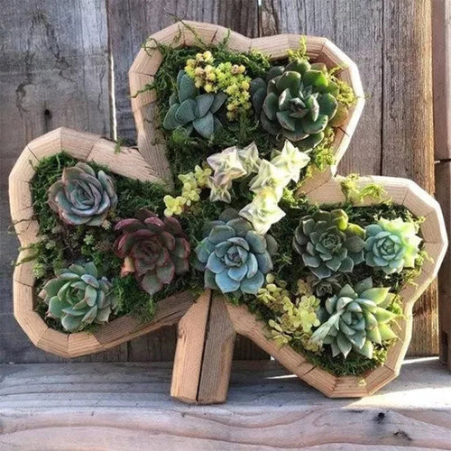 Animal Succulent Hageoppsett | Luvikno