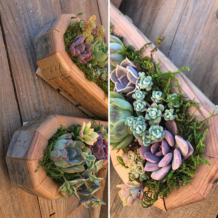 Animal Succulent Hageoppsett | Luvikno