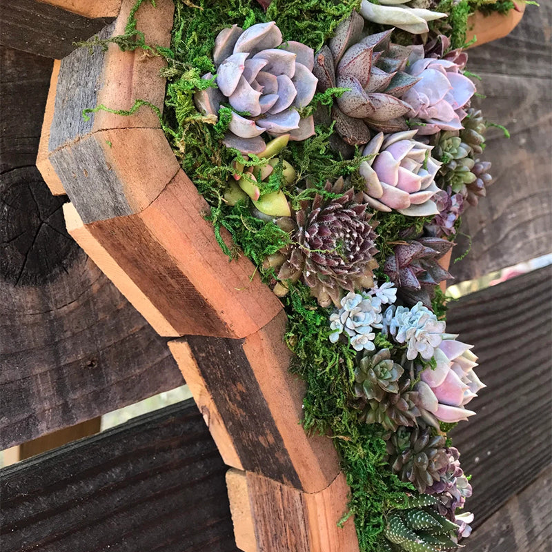 Animal Succulent Hageoppsett | Luvikno