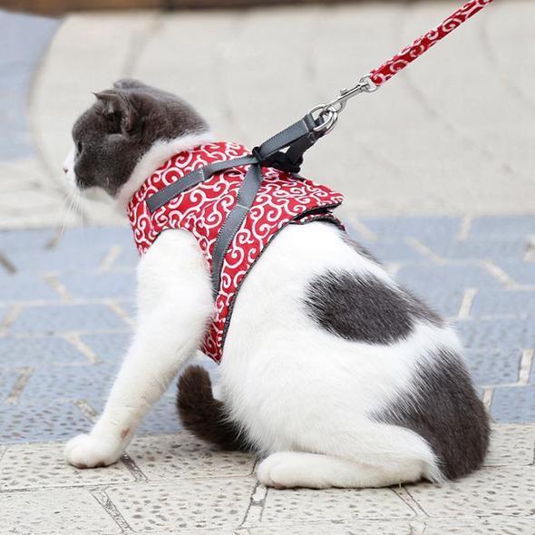 Kragejakke og bånd for katt | Luvikno