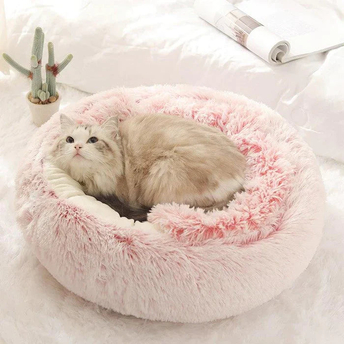 Katt seng | Luvikno