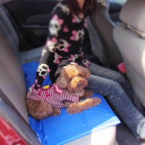 Pet Cooling Mat | Luvikno