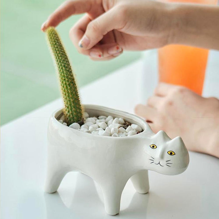 Kat Pot | Luvikno