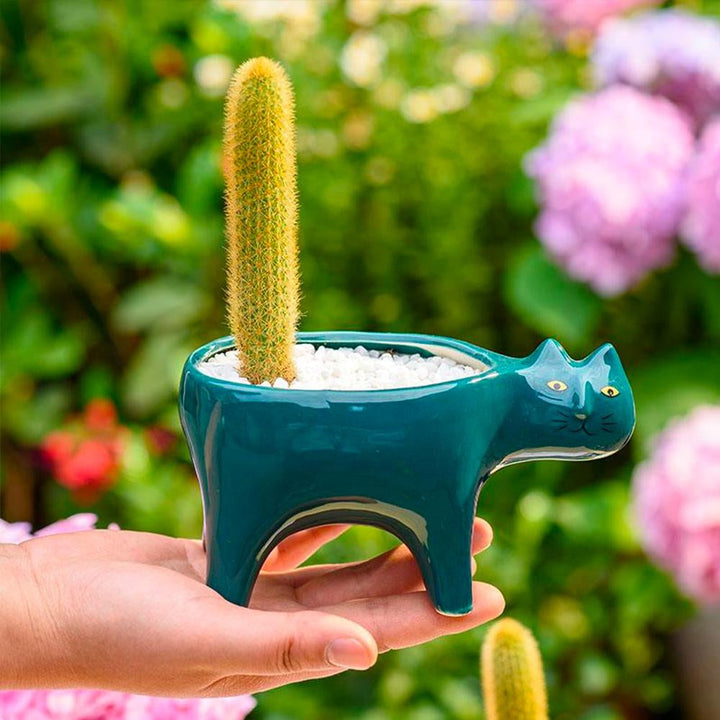 Kat Pot | Luvikno