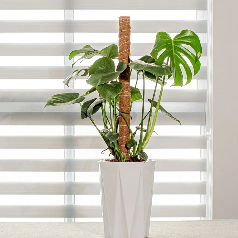 PlantSupport | Luvikno