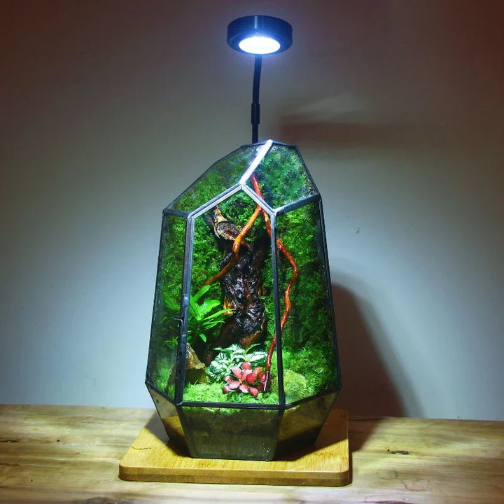 Moderne Geometriske Natur-Inspirerte Botaniske Terrarium | Luvikno