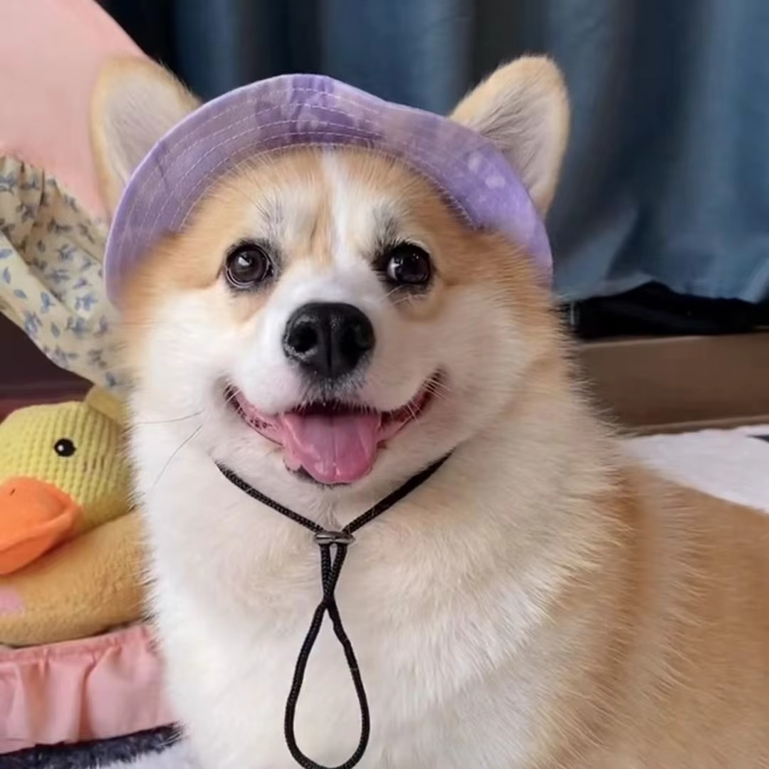 Chic Pet Sun Hat - Lettvekts og stilfull solbeskyttelse for hunder og katter Luvikno