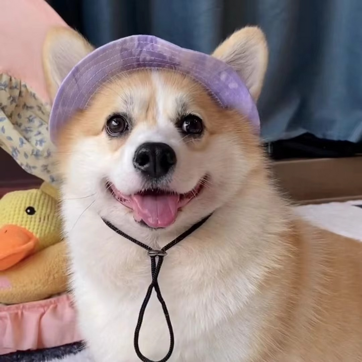 Chic Pet Sun Hat - Lettvekts og stilfull solbeskyttelse for hunder og katter Luvikno