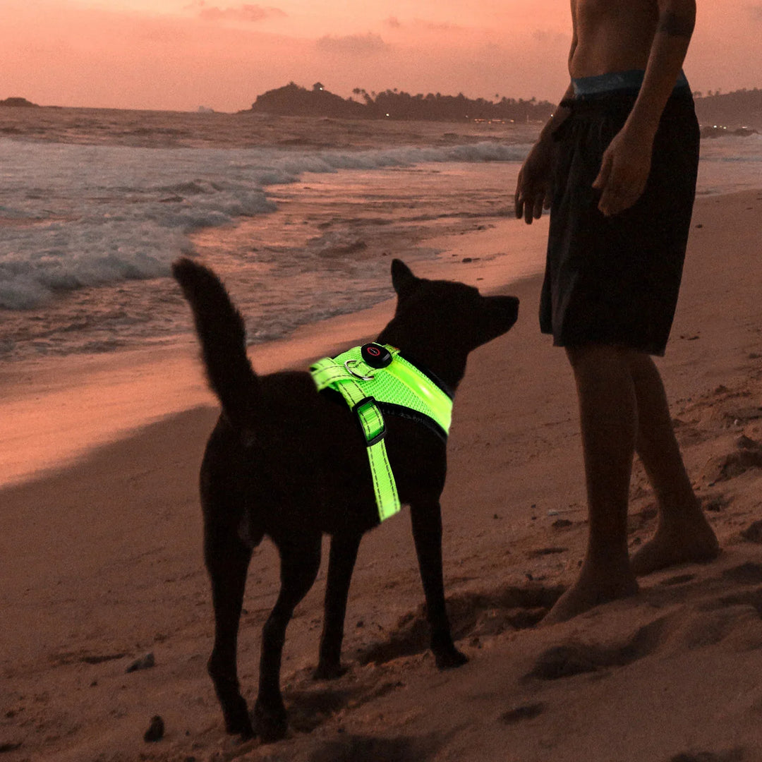 LED Hundesele USB oppladbar og justerbar Luvikno