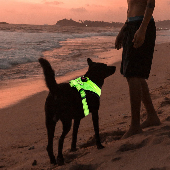 LED Hundesele USB oppladbar og justerbar Luvikno