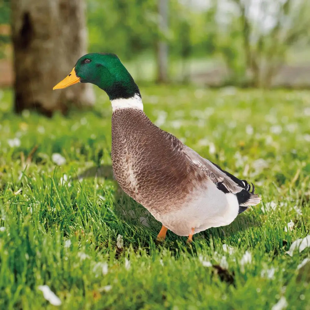 DuoDuck Realistisk Dobbelsidig Grå Fjær Skulptur Luvikno