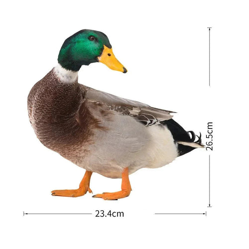 DuoDuck Realistisk Dobbelsidig Grå Fjær Skulptur Luvikno