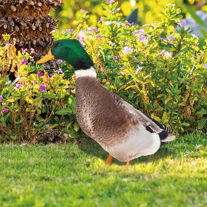 DuoDuck Realistisk Dobbelsidig Grå Fjær Skulptur Luvikno