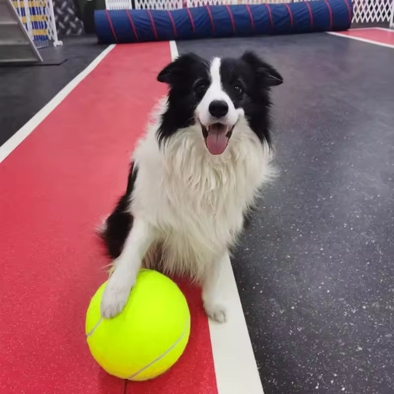 Ekstra stor tennisball for hunder Luvikno