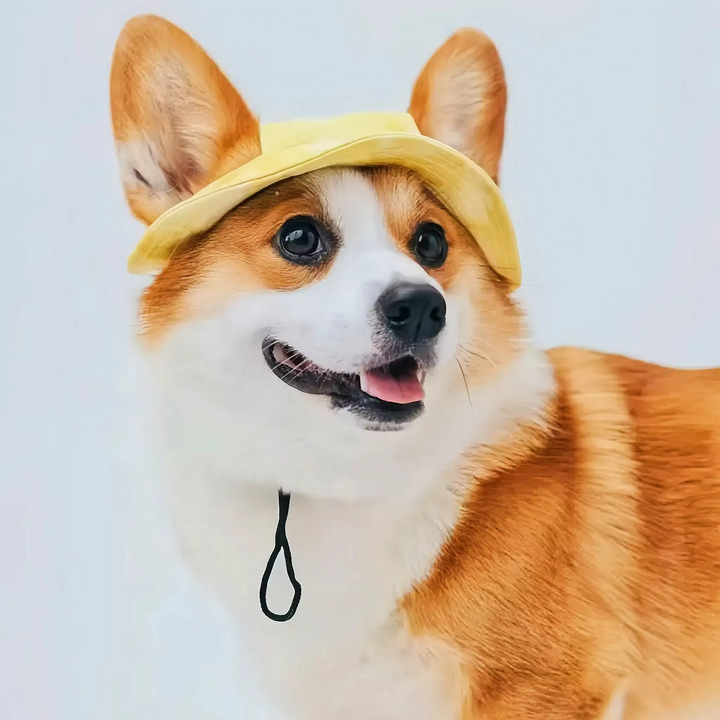 Chic Pet Sun Hat - Lettvekts og stilfull solbeskyttelse for hunder og katter Luvikno