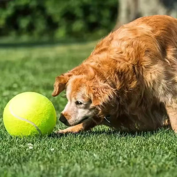 Ekstra stor tennisball for hunder Luvikno