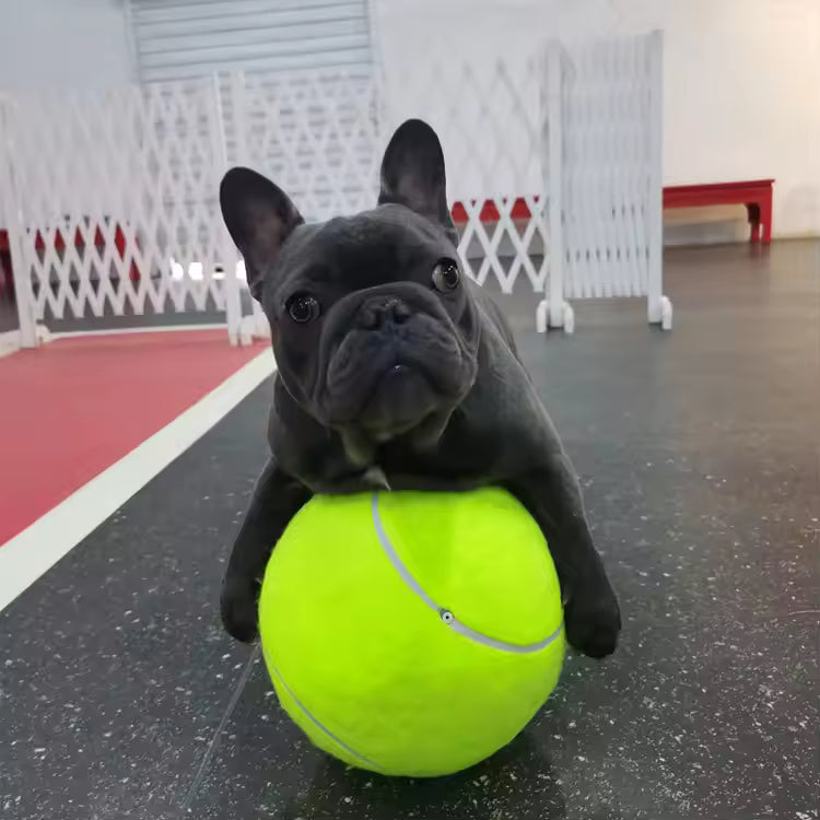 Ekstra stor tennisball for hunder Luvikno