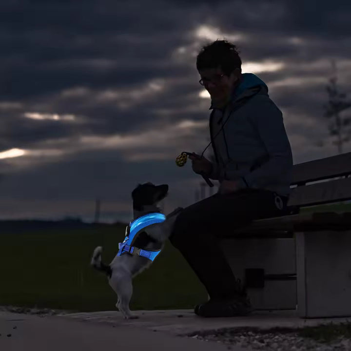 LED Hundesele USB oppladbar og justerbar Luvikno